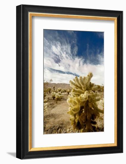 Cholla Blooms, Joshua Tree National Park, California, USA-Richard Duval-Framed Photographic Print