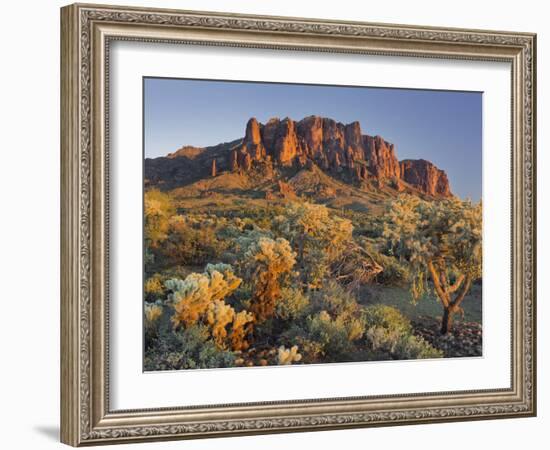Cholla Cacti, Lost Dutchman, Lost Dutchman State Park, Arizona, Usa-Rainer Mirau-Framed Photographic Print