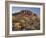 Cholla Cacti, Lost Dutchman, Lost Dutchman State Park, Arizona, Usa-Rainer Mirau-Framed Photographic Print