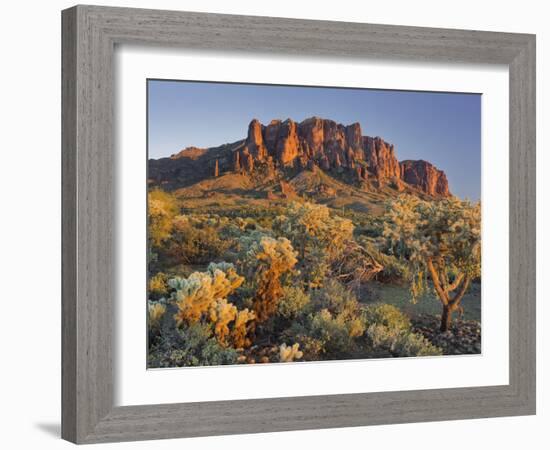 Cholla Cacti, Lost Dutchman, Lost Dutchman State Park, Arizona, Usa-Rainer Mirau-Framed Photographic Print