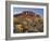 Cholla Cacti, Lost Dutchman, Lost Dutchman State Park, Arizona, Usa-Rainer Mirau-Framed Photographic Print