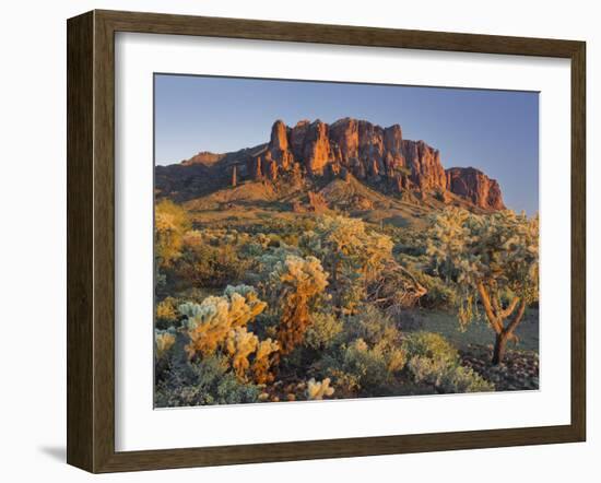 Cholla Cacti, Lost Dutchman, Lost Dutchman State Park, Arizona, Usa-Rainer Mirau-Framed Photographic Print