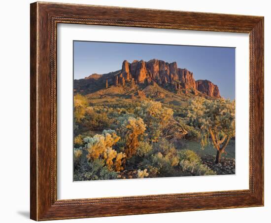 Cholla Cacti, Lost Dutchman, Lost Dutchman State Park, Arizona, Usa-Rainer Mirau-Framed Photographic Print