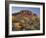 Cholla Cacti, Lost Dutchman, Lost Dutchman State Park, Arizona, Usa-Rainer Mirau-Framed Photographic Print