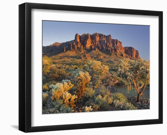 Cholla Cacti, Lost Dutchman, Lost Dutchman State Park, Arizona, Usa-Rainer Mirau-Framed Photographic Print