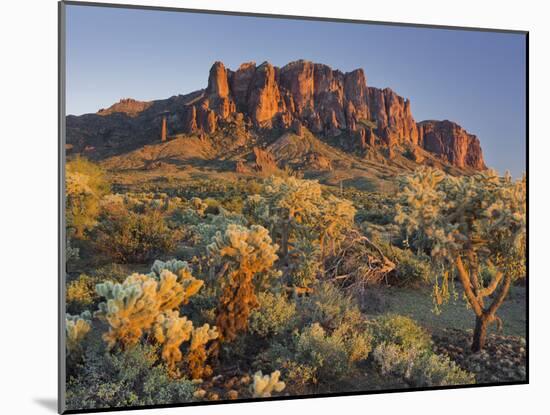 Cholla Cacti, Lost Dutchman, Lost Dutchman State Park, Arizona, Usa-Rainer Mirau-Mounted Photographic Print