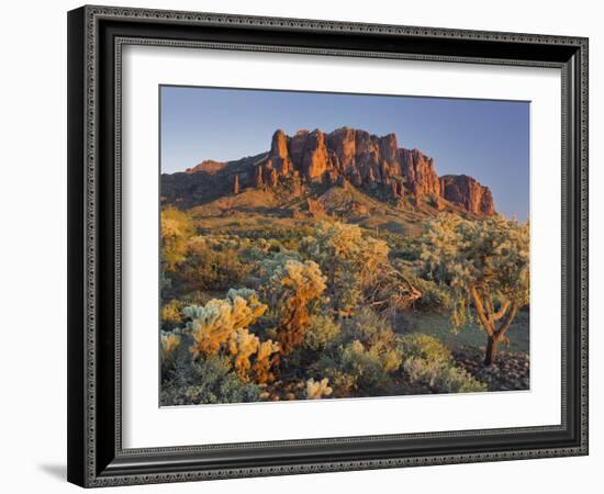 Cholla Cacti, Lost Dutchman, Lost Dutchman State Park, Arizona, Usa-Rainer Mirau-Framed Photographic Print