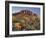 Cholla Cacti, Lost Dutchman, Lost Dutchman State Park, Arizona, Usa-Rainer Mirau-Framed Photographic Print