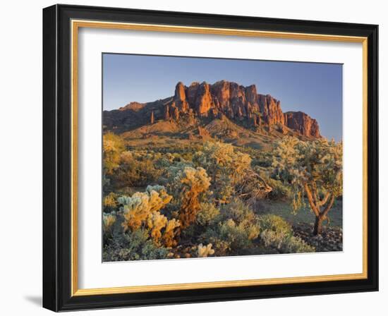 Cholla Cacti, Lost Dutchman, Lost Dutchman State Park, Arizona, Usa-Rainer Mirau-Framed Photographic Print