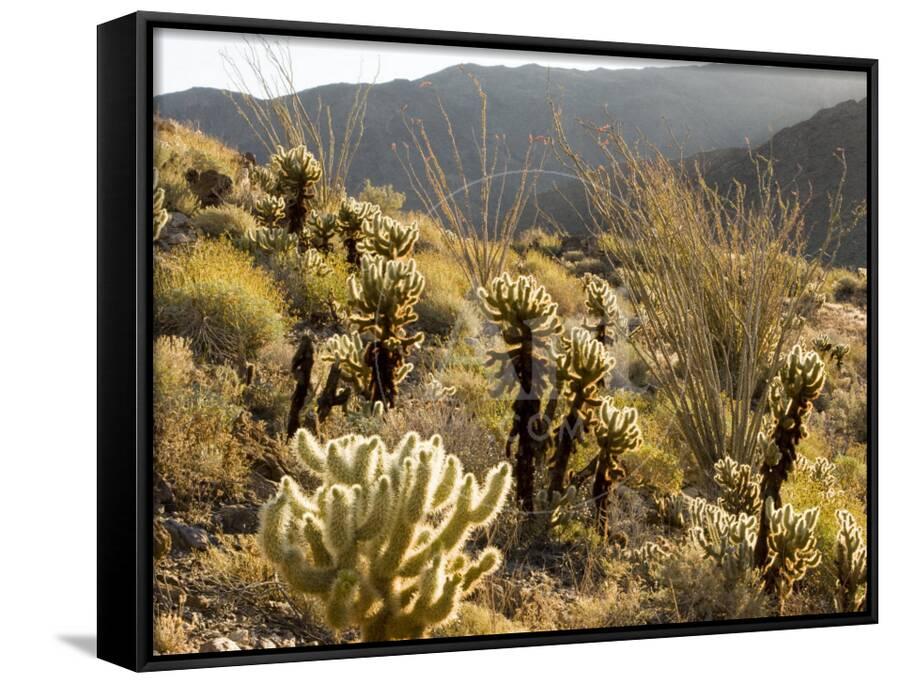 Cholla Cactus And Ocotillo Plants In The Desert Landscape California Cholla Cactus And Ocotillo Plants In The Desert Landscape Californiaby Tim Laman