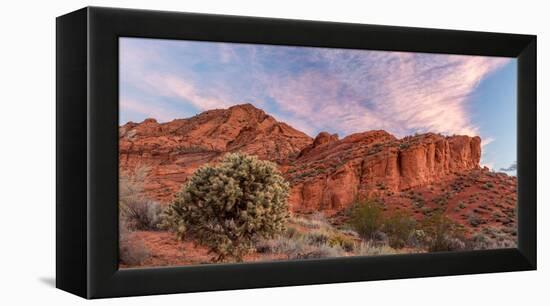 Cholla cactus and red rocks at sunrise, St. George, Utah, USA-null-Framed Premier Image Canvas