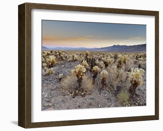 Cholla Cactus Garden, Joshua Tree National Park, California, USA-Sergio Pitamitz-Framed Photographic Print