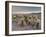 Cholla Cactus Garden, Joshua Tree National Park, California, USA-Sergio Pitamitz-Framed Photographic Print