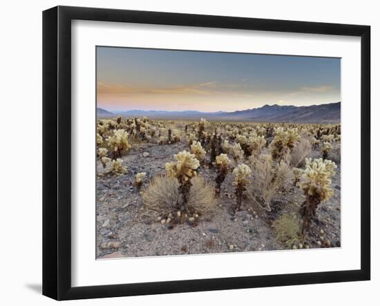 Cholla Cactus Garden, Joshua Tree National Park, California, USA-Sergio Pitamitz-Framed Photographic Print
