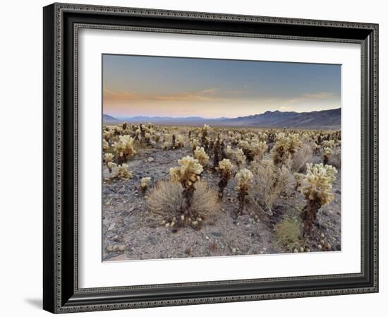 Cholla Cactus Garden, Joshua Tree National Park, California, USA-Sergio Pitamitz-Framed Photographic Print