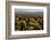 Cholla Cactus Garden, Joshua Tree National Park, California, USA-Michel Hersen-Framed Photographic Print