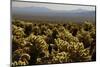 Cholla Cactus Garden, Joshua Tree National Park, California, USA-Michel Hersen-Mounted Photographic Print