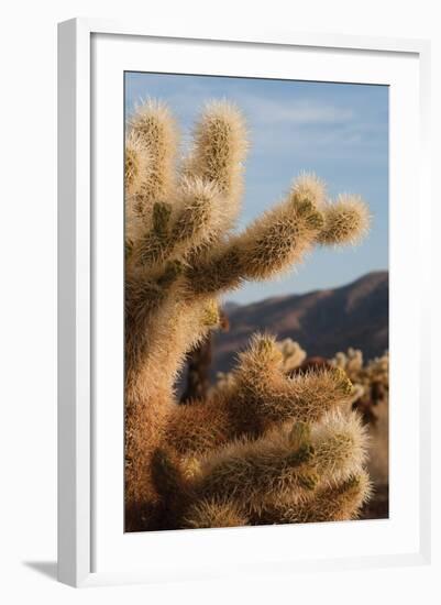 Cholla Cactus I-Erin Berzel-Framed Photographic Print