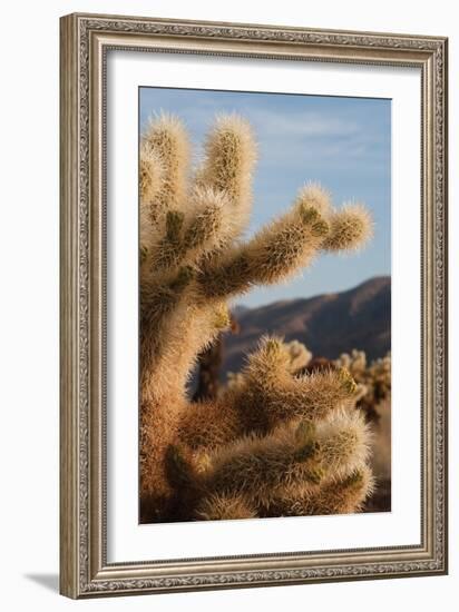 Cholla Cactus I-Erin Berzel-Framed Photographic Print