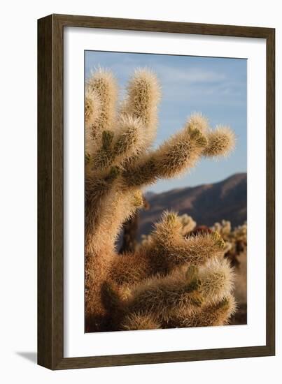 Cholla Cactus I-Erin Berzel-Framed Photographic Print