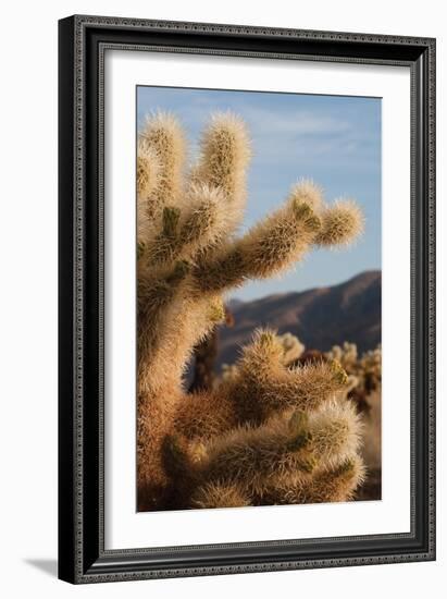 Cholla Cactus I-Erin Berzel-Framed Photographic Print