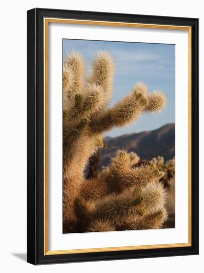 Cholla Cactus I-Erin Berzel-Framed Photographic Print