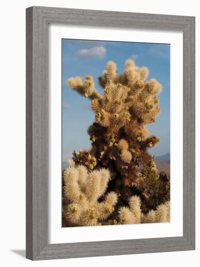 Cholla Cactus II-Erin Berzel-Framed Photographic Print