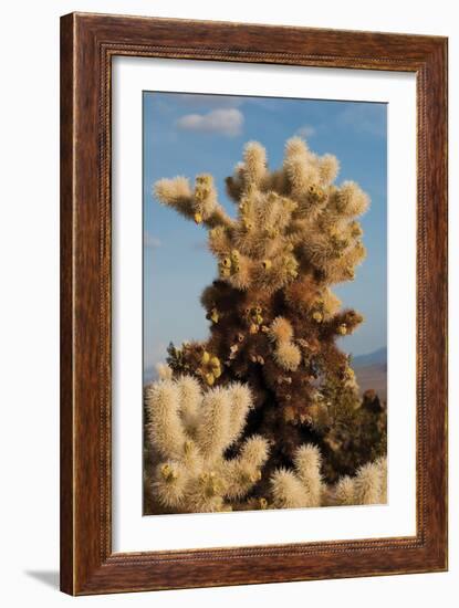 Cholla Cactus II-Erin Berzel-Framed Photographic Print