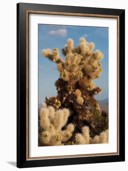 Cholla Cactus II-Erin Berzel-Framed Photographic Print