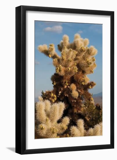 Cholla Cactus II-Erin Berzel-Framed Photographic Print