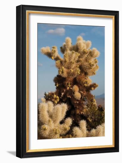 Cholla Cactus II-Erin Berzel-Framed Photographic Print