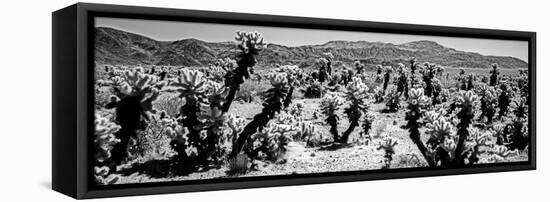 Cholla cactus in Joshua Tree National Park, California, USA-null-Framed Premier Image Canvas