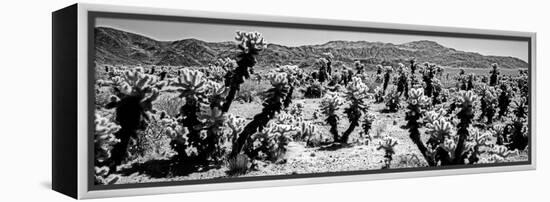 Cholla cactus in Joshua Tree National Park, California, USA-null-Framed Premier Image Canvas