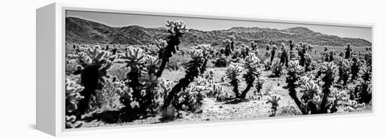 Cholla cactus in Joshua Tree National Park, California, USA-null-Framed Premier Image Canvas