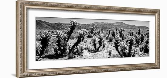 Cholla cactus in Joshua Tree National Park, California, USA-null-Framed Photographic Print