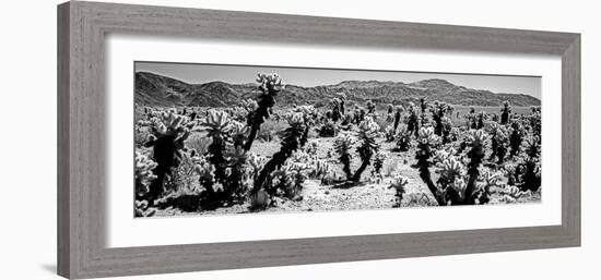 Cholla cactus in Joshua Tree National Park, California, USA-null-Framed Photographic Print