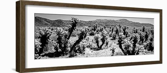 Cholla cactus in Joshua Tree National Park, California, USA-null-Framed Photographic Print