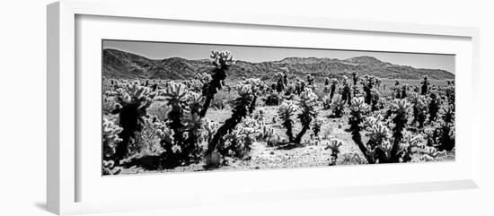 Cholla cactus in Joshua Tree National Park, California, USA-null-Framed Photographic Print