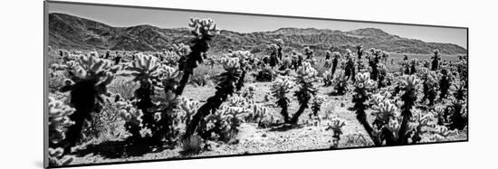 Cholla cactus in Joshua Tree National Park, California, USA-null-Mounted Photographic Print