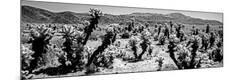 Photographic Print