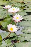 Water Lily (Lotus) and Leaf in Pond-chomnancoffee-Laminated Photographic Print