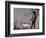 Choose the dog-Banksy-Framed Giclee Print