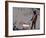 Choose the dog-Banksy-Framed Giclee Print