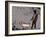 Choose the dog-Banksy-Framed Giclee Print