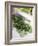 Chopping Parsley-null-Framed Photographic Print