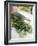 Chopping Parsley-null-Framed Photographic Print