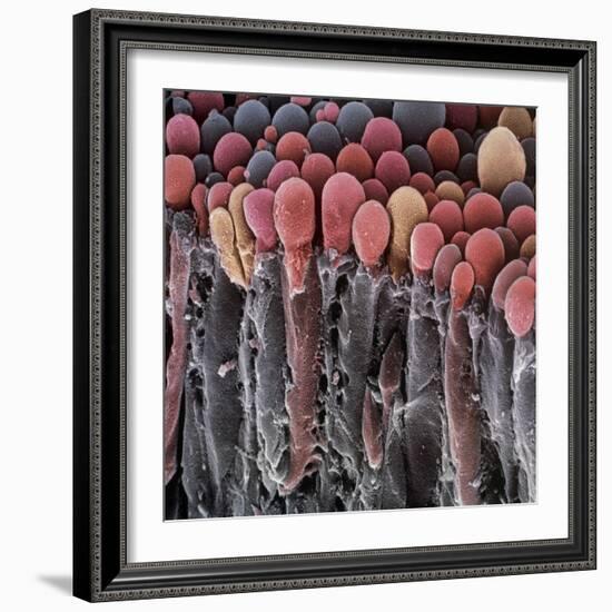 Choroid Plexus Secretory Cells, SEM-Steve Gschmeissner-Framed Premium Photographic Print