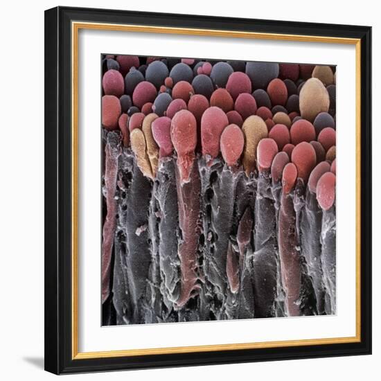 Choroid Plexus Secretory Cells, SEM-Steve Gschmeissner-Framed Premium Photographic Print