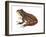 Chorus Frog (Pseudacris Ornata) , Amphibians-Encyclopaedia Britannica-Framed Art Print