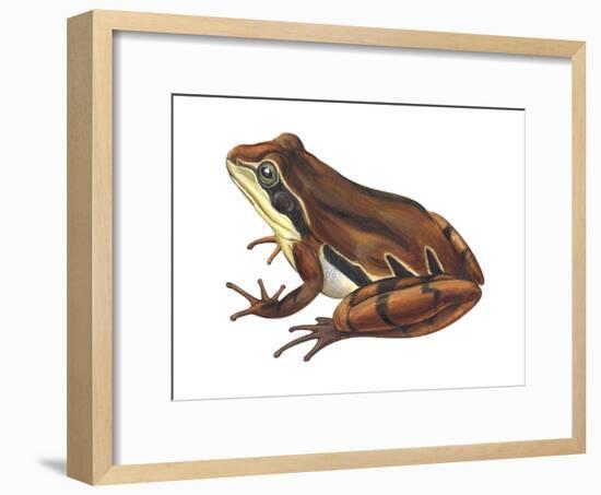 Chorus Frog (Pseudacris Ornata) , Amphibians-Encyclopaedia Britannica-Framed Art Print